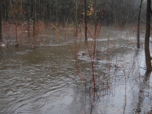 flooded_stream