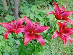 red_lilies