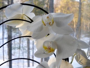 orchid