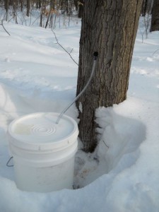 tree2