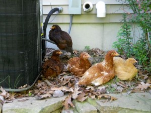 youngchickens